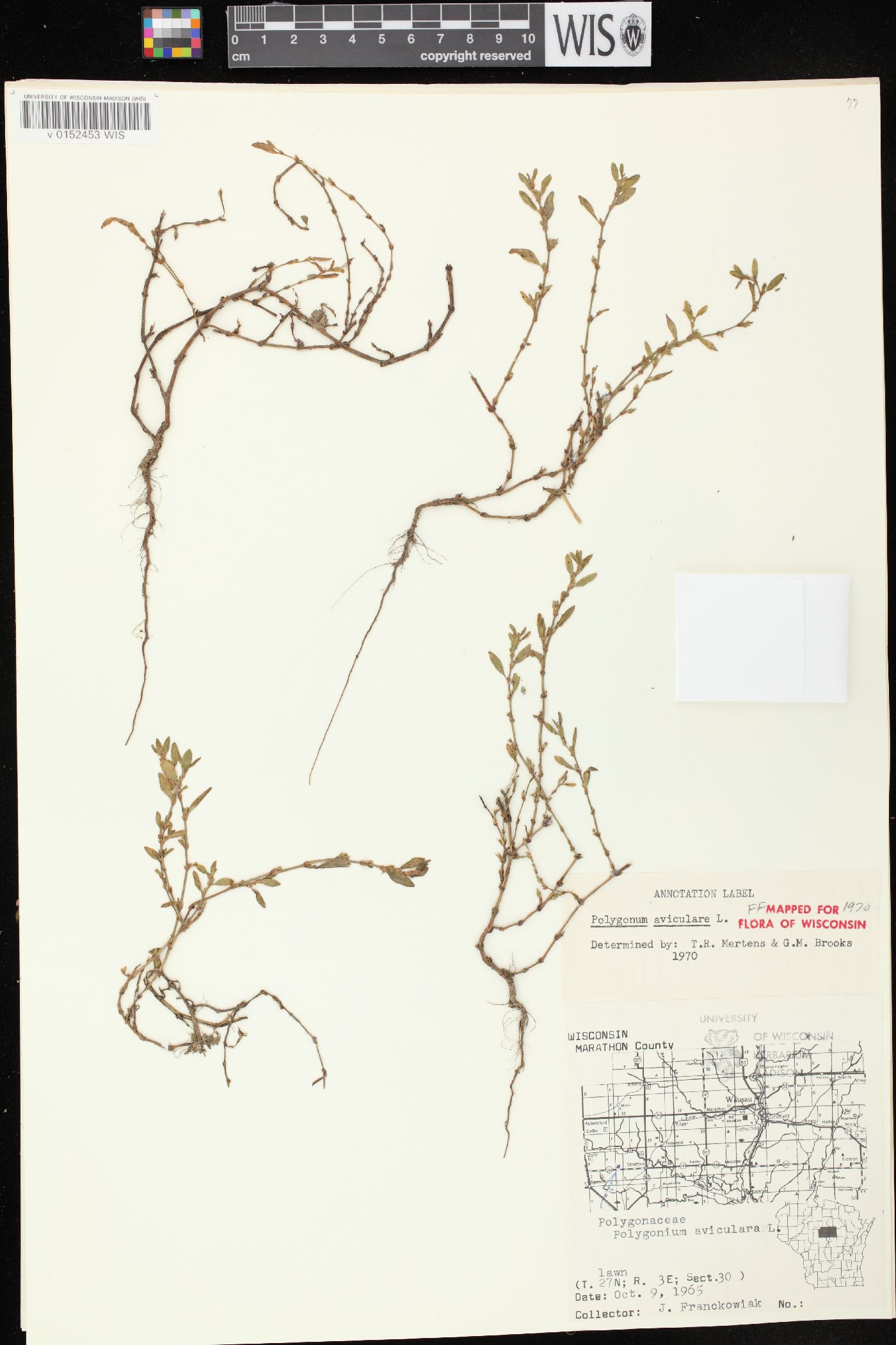 Polygonum aviculare subsp. aviculare image