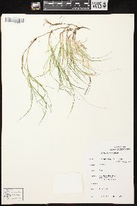 Carex disperma image