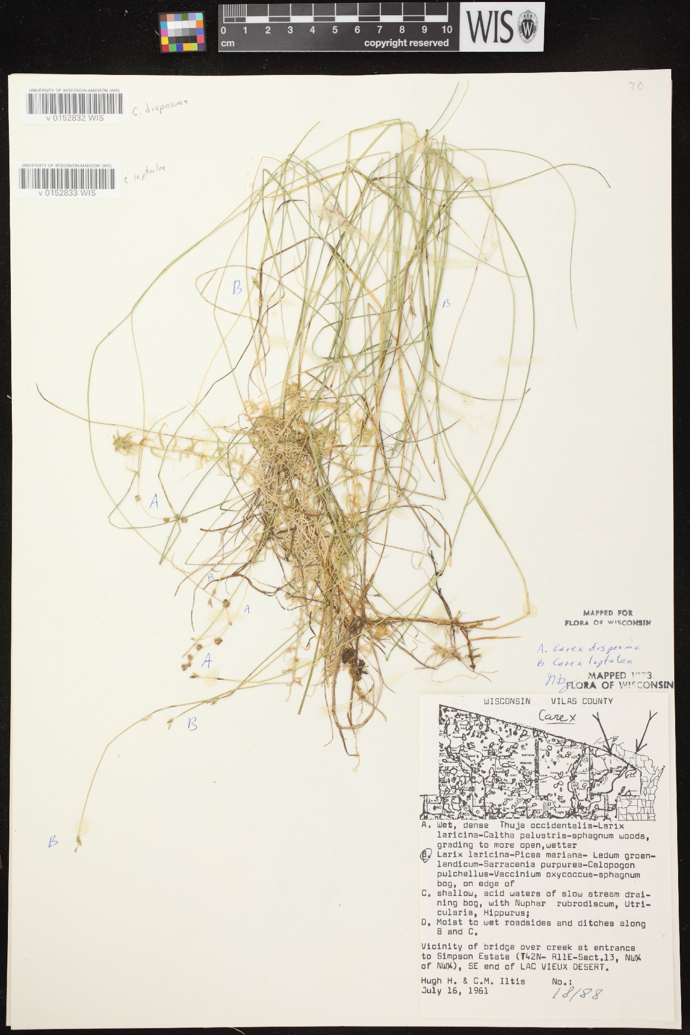 Carex leptalea subsp. leptalea image