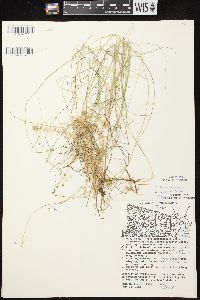 Carex leptalea subsp. leptalea image