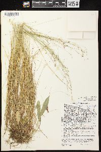 Carex disperma image