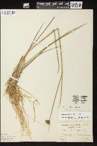 Juncus canadensis image