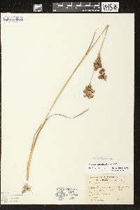 Juncus canadensis image