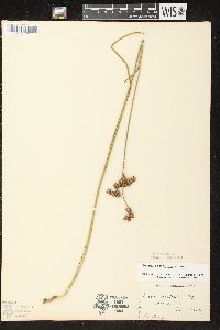 Juncus canadensis image