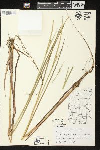 Juncus canadensis image