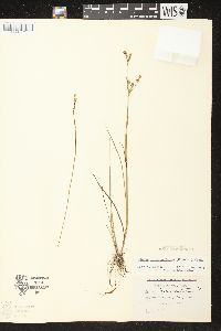 Juncus brevicaudatus image