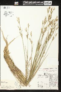 Juncus brevicaudatus image