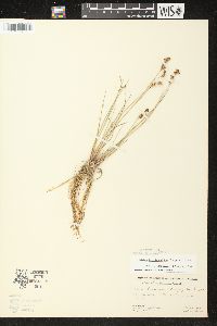 Juncus brevicaudatus image