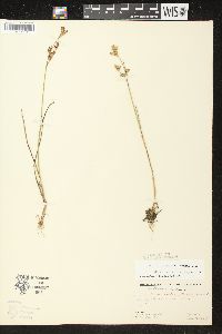 Juncus brevicaudatus image