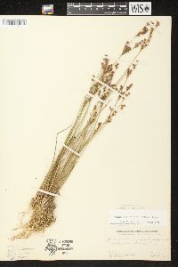 Juncus brevicaudatus image