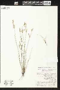 Juncus brevicaudatus image