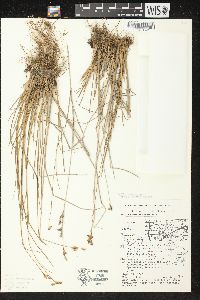 Juncus brevicaudatus image