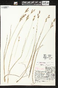 Juncus brevicaudatus image