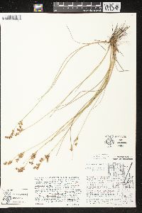 Juncus brevicaudatus image