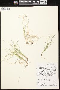 Carex disperma image