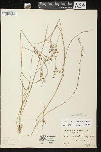 Juncus brevicaudatus image