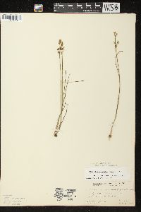 Juncus brevicaudatus image