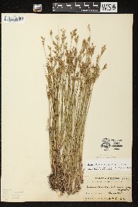 Juncus brevicaudatus image