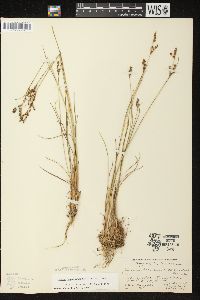 Juncus brevicaudatus image