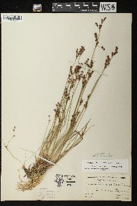 Juncus brevicaudatus image