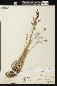 Juncus brevicaudatus image