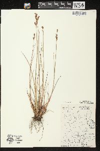 Juncus brevicaudatus image