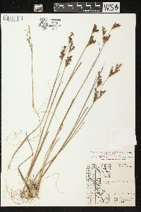 Juncus brevicaudatus image