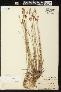 Juncus brevicaudatus image