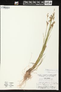 Juncus brevicaudatus image