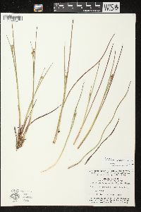 Juncus brevicaudatus image