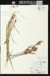 Juncus brevicaudatus image