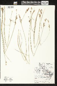 Juncus brevicaudatus image