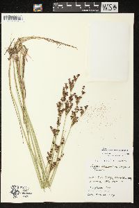 Juncus brevicaudatus image