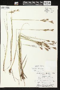 Juncus brevicaudatus image