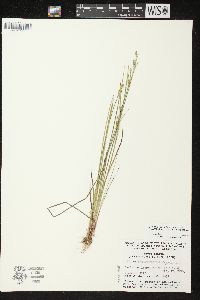 Juncus brevicaudatus image