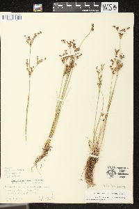 Juncus brevicaudatus image