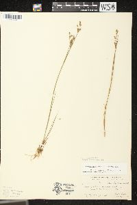 Juncus brevicaudatus image