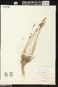 Juncus brevicaudatus image