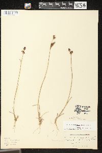 Juncus brevicaudatus image