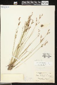 Juncus brevicaudatus image