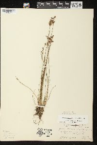 Juncus brevicaudatus image