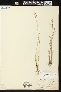 Juncus brevicaudatus image