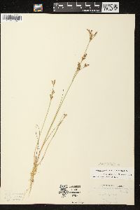 Juncus brevicaudatus image