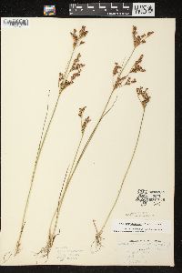 Juncus brevicaudatus image