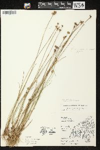 Juncus brevicaudatus image