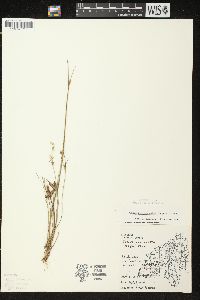 Juncus brevicaudatus image