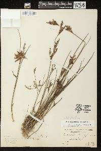 Juncus brevicaudatus image