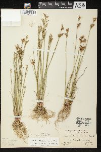 Juncus brevicaudatus image