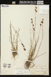 Juncus brevicaudatus image