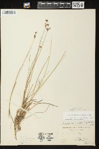 Juncus brevicaudatus image